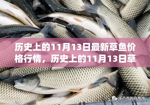 歷史上的草魚行情，揭秘11月13日的草魚價格與市場走勢分析