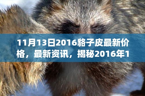 揭秘，2016年11月13日貉子皮市場(chǎng)最新行情及價(jià)格走勢(shì)分析