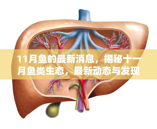 揭秘十一月魚(yú)類生態(tài)最新動(dòng)態(tài)與發(fā)現(xiàn)，魚(yú)的最新消息全解析