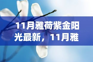 11月雅荷紫金陽光下的勵(lì)志蛻變，自信、成就與正能量并行不悖的旅程
