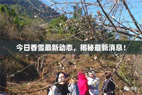 今日香雪最新動(dòng)態(tài)，揭秘最新消息！
