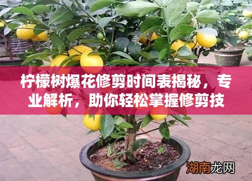 檸檬樹爆花修剪時間表揭秘，專業(yè)解析，助你輕松掌握修剪技巧
