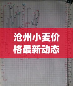 滄州小麥價格最新動態(tài)，市場走勢與影響因素深度解析
