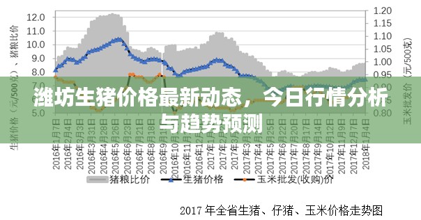 濰坊生豬價格最新動態(tài)，今日行情分析與趨勢預測